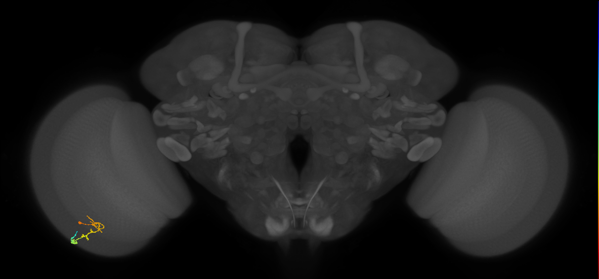 C2_L (MaleCNS:519409)