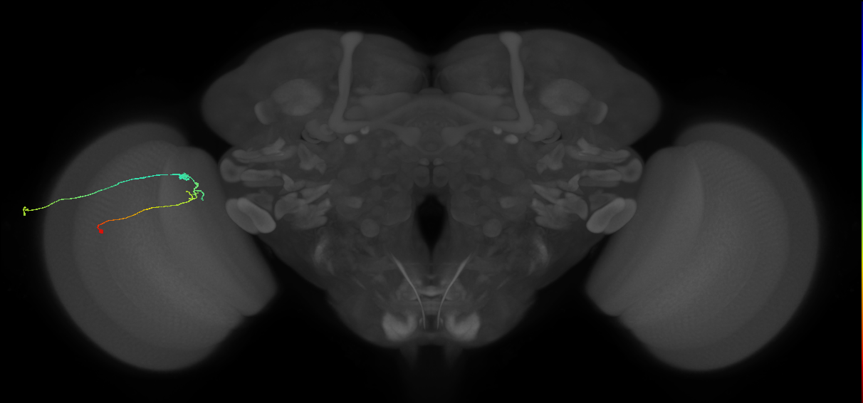 C2_L (MaleCNS:131443)
