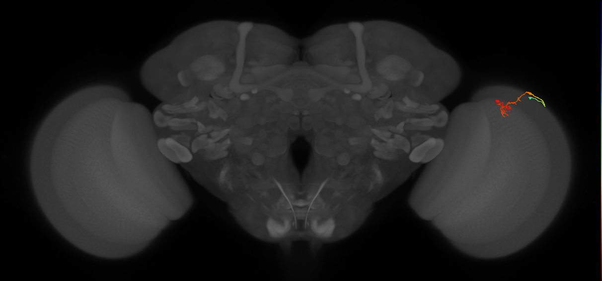 C2_R (MaleCNS:121367)