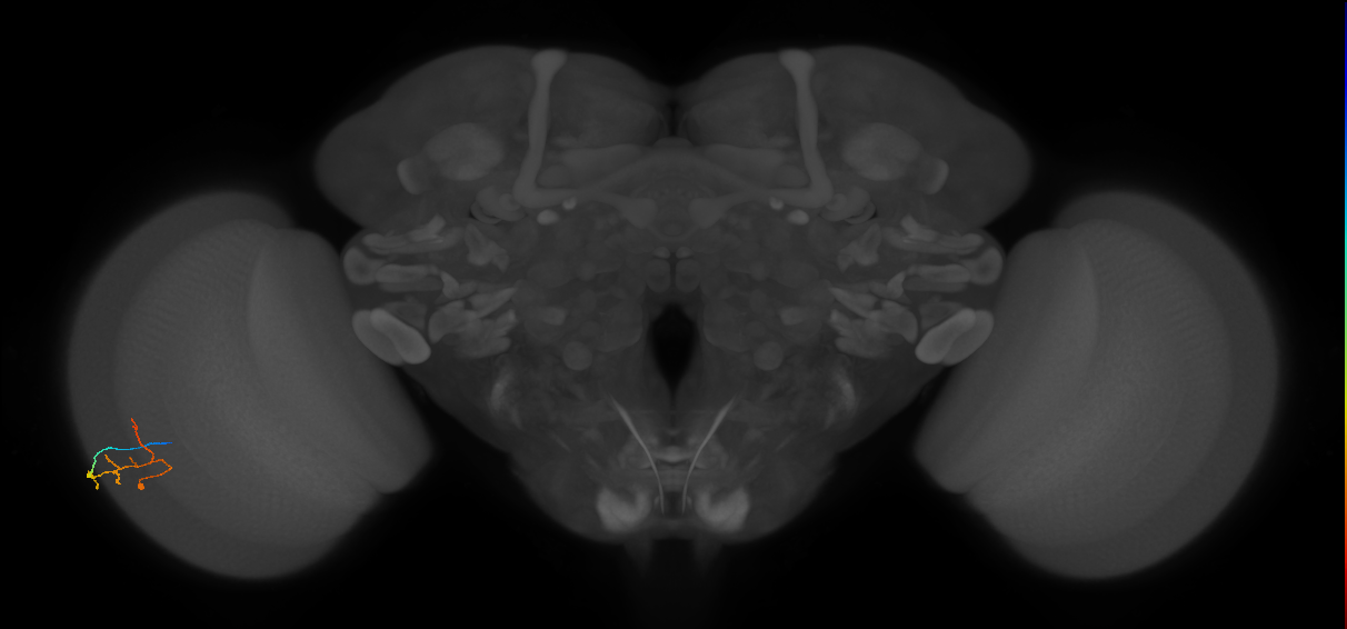 C2_L (MaleCNS:47064)