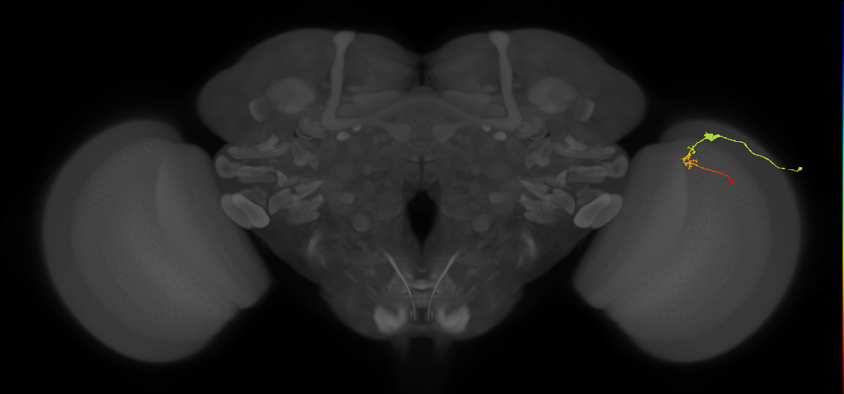 C2_R (MaleCNS:101175)