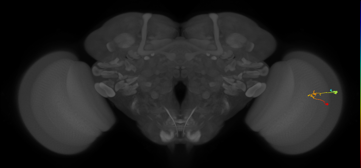 C2_R (MaleCNS:75837)