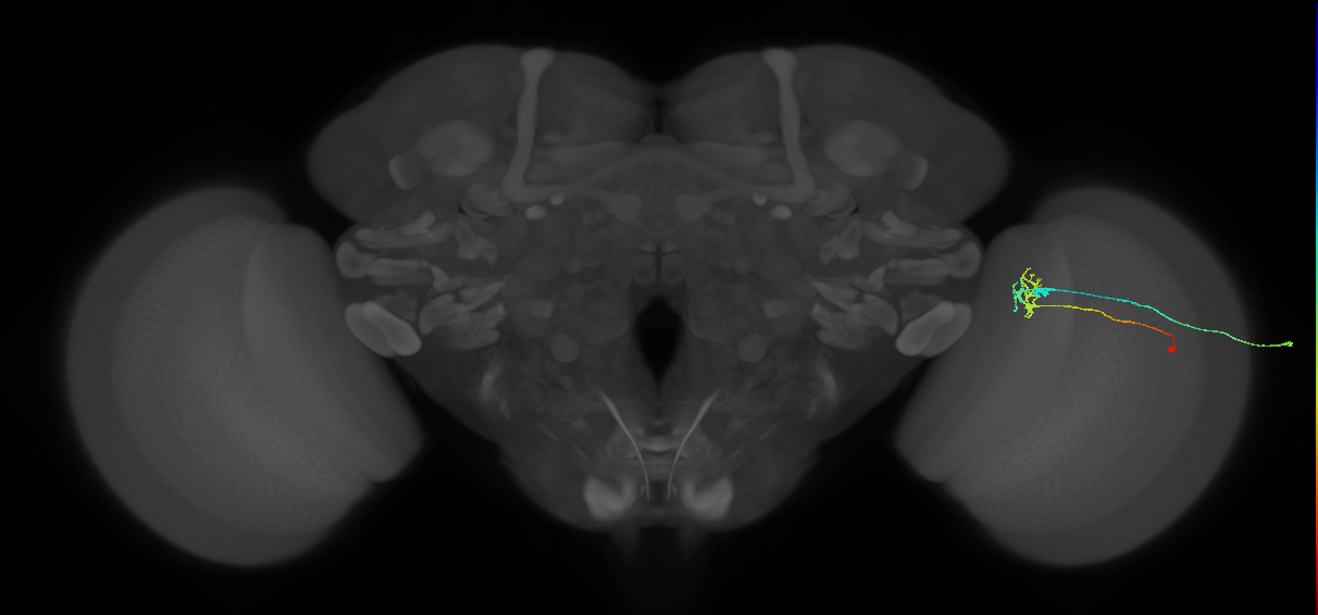 C2_R (MaleCNS:99097)