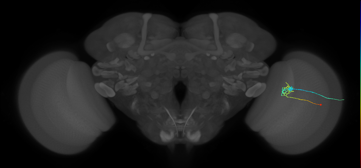 C2_R (MaleCNS:81504)