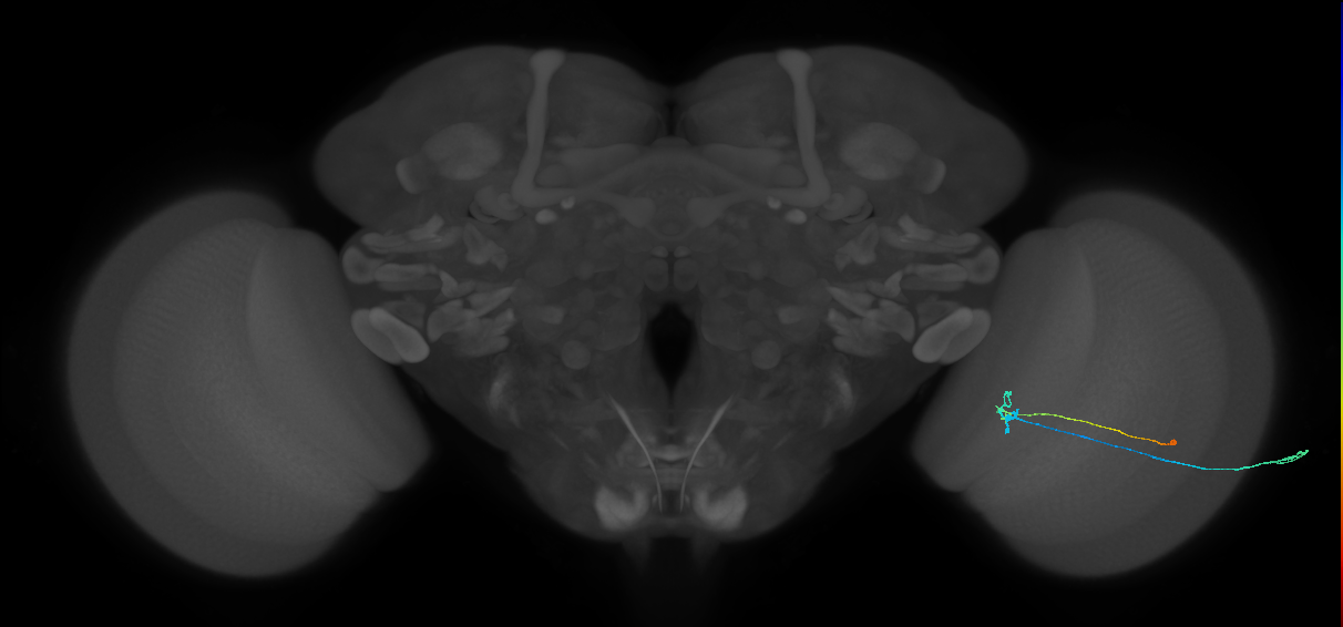 C2_R (MaleCNS:80910)