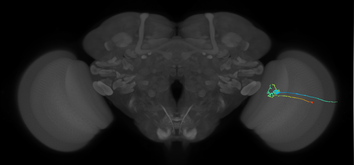 C2_R (MaleCNS:90318)