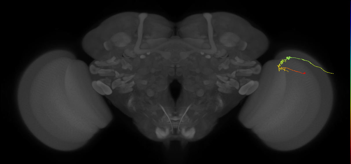 C2_R (MaleCNS:102441)