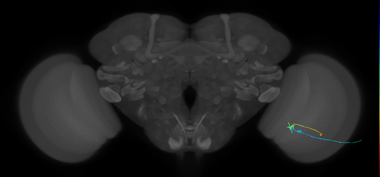 C2_R (MaleCNS:98591)