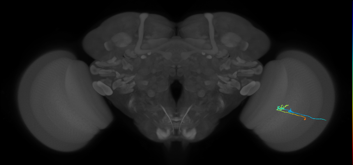 C2_R (MaleCNS:78576)