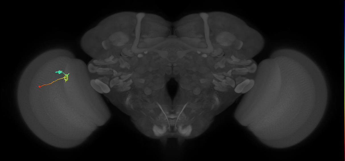 C2_L (MaleCNS:530276)
