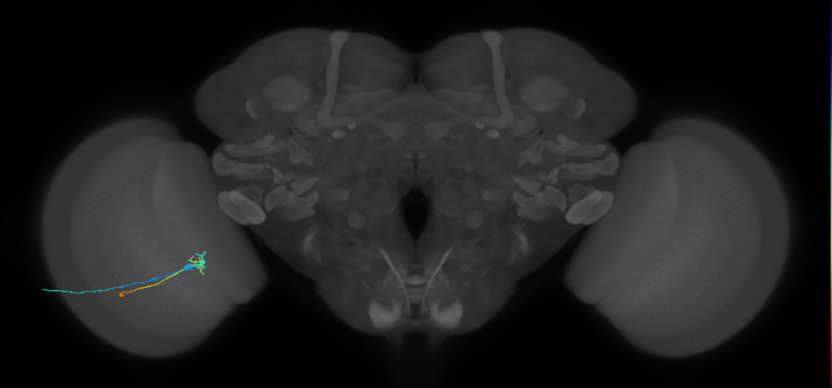 C2_L (MaleCNS:96553)