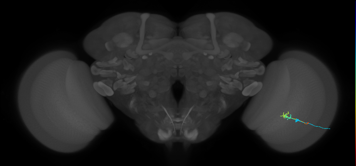 C2_R (MaleCNS:95183)
