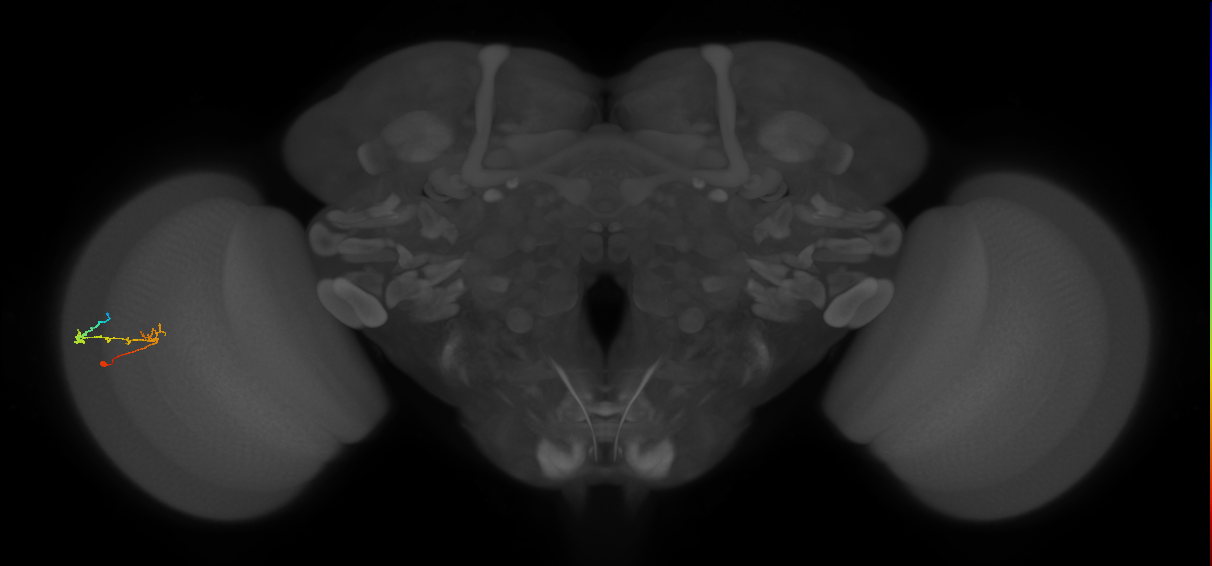 C2_L (MaleCNS:165980)