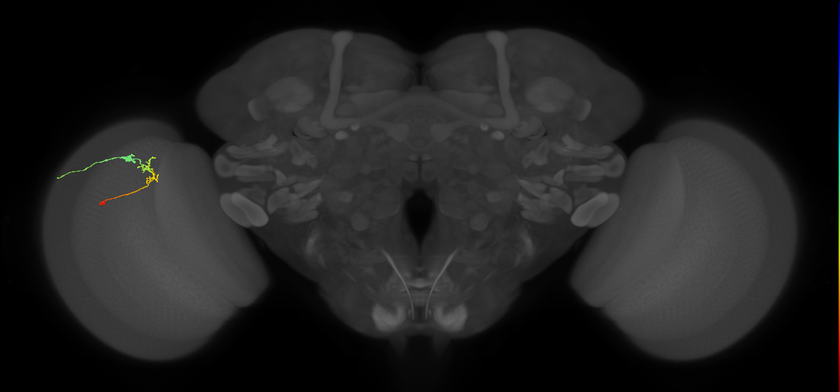 C2_L (MaleCNS:159386)