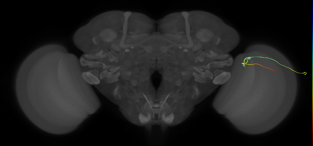 C2_R (MaleCNS:161060)