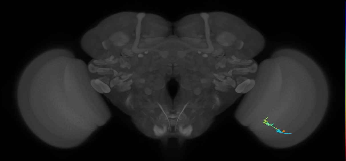 C2_R (MaleCNS:90951)