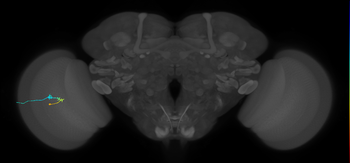 C2_L (MaleCNS:100239)