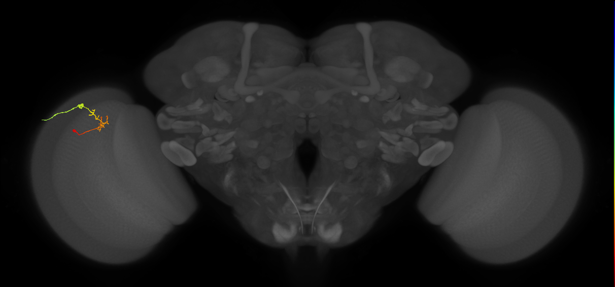 C2_L (MaleCNS:147490)