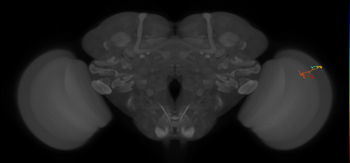 C2_R (MaleCNS:112873)