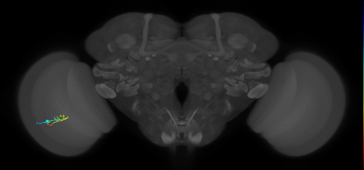 C2_L (MaleCNS:550489)