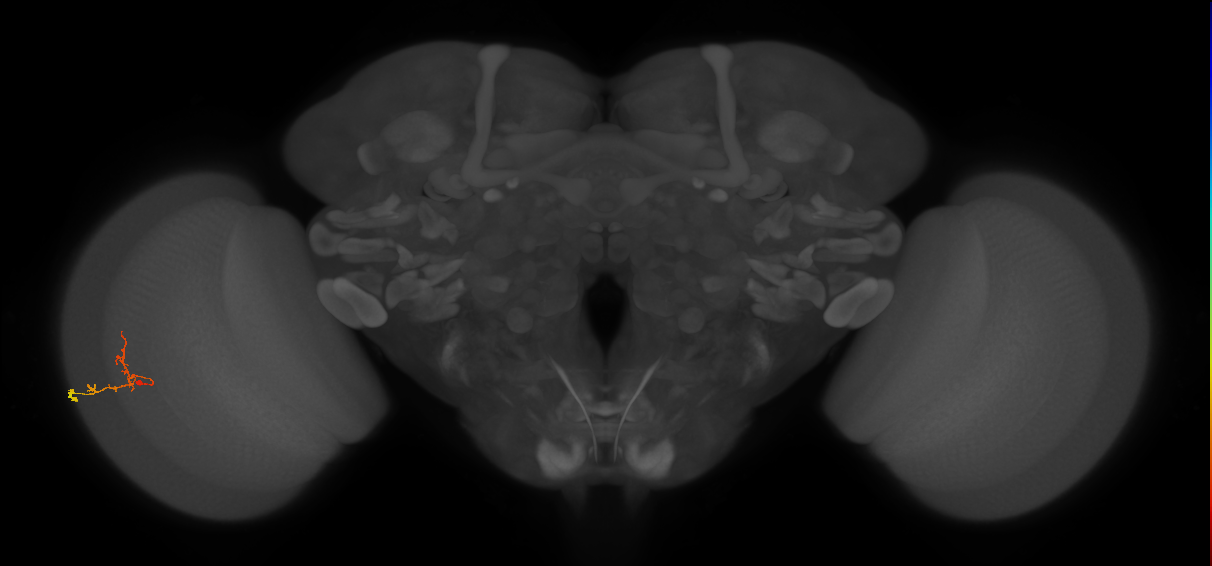C2_L (MaleCNS:160989)