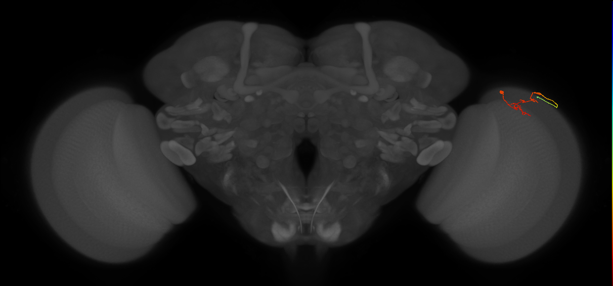 C2_R (MaleCNS:135098)