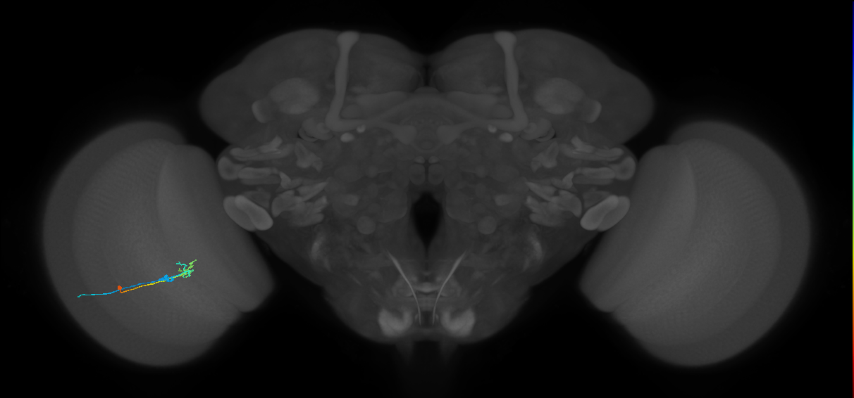C2_L (MaleCNS:170485)
