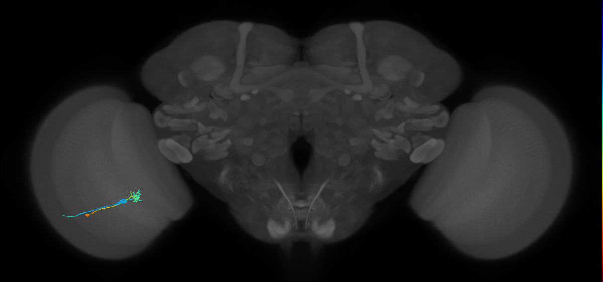 C2_L (MaleCNS:172843)