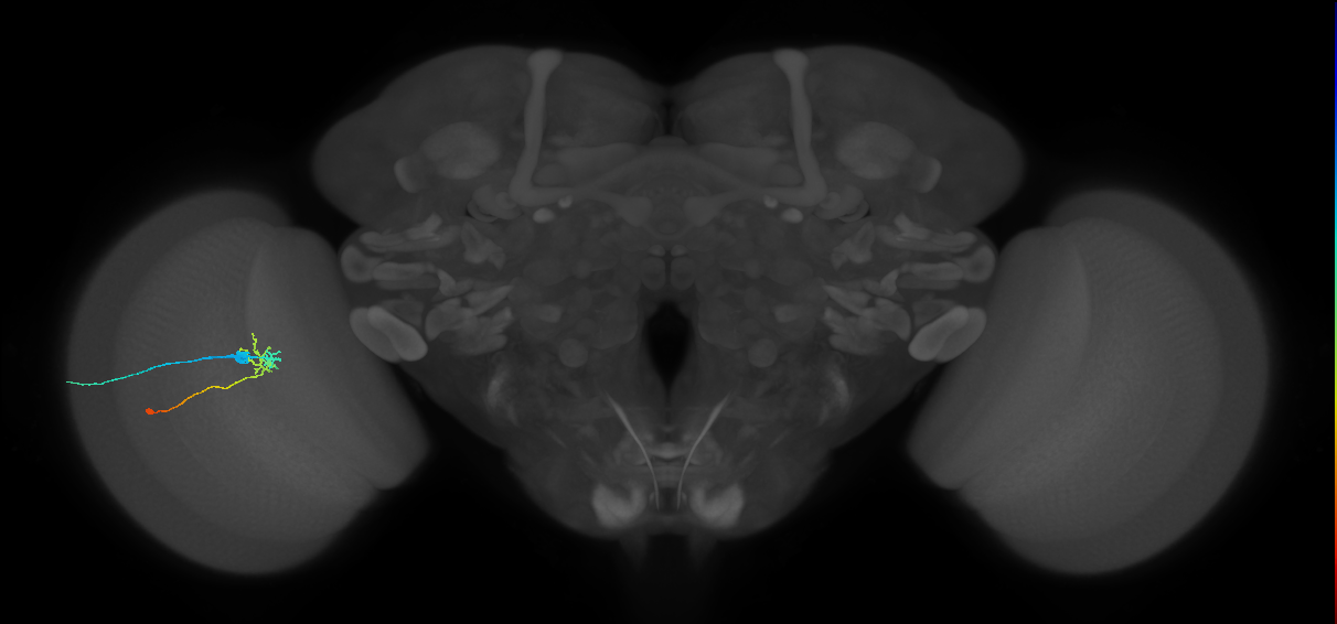 C2_L (MaleCNS:74076)