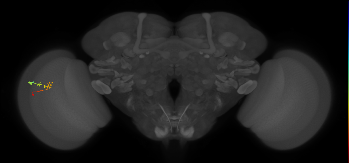 C2_L (MaleCNS:163437)