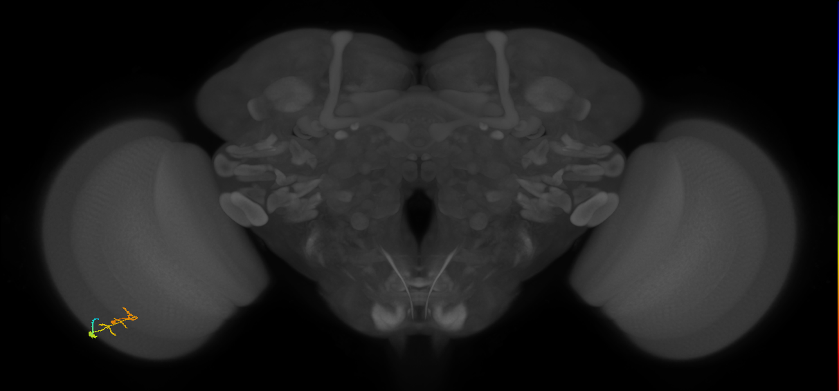 C2_L (MaleCNS:114680)