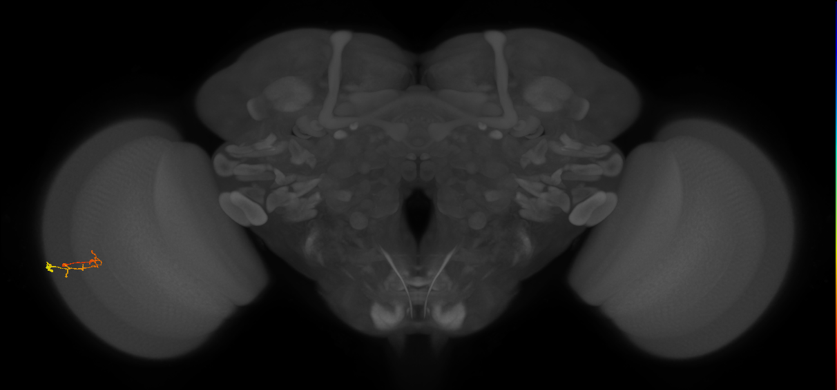 C2_L (MaleCNS:165560)