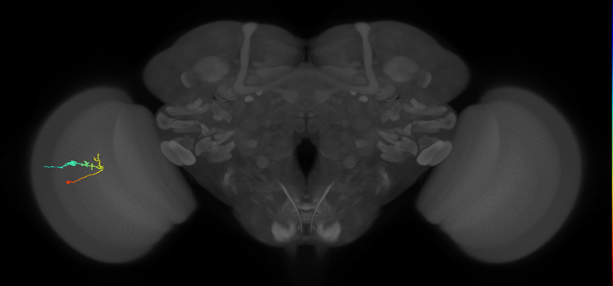 C2_L (MaleCNS:129837)