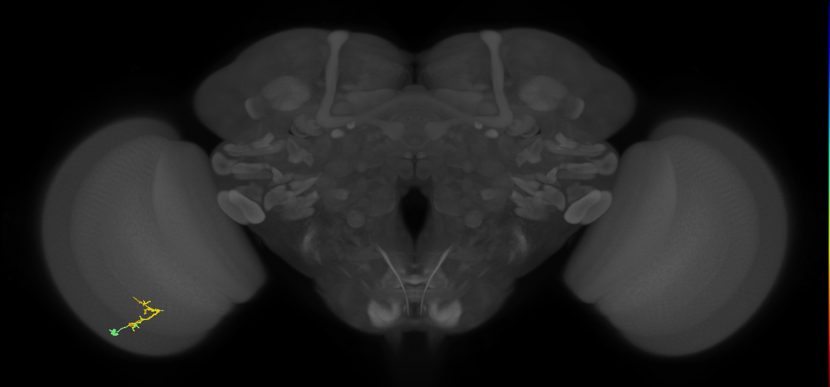 C2_L (MaleCNS:104083)