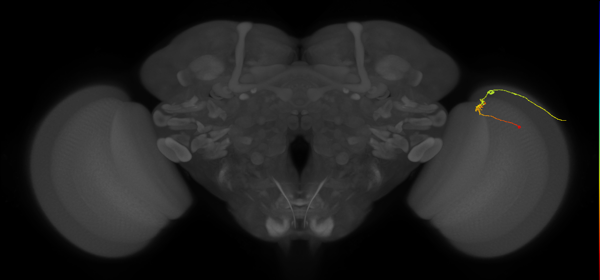 C2_R (MaleCNS:111525)
