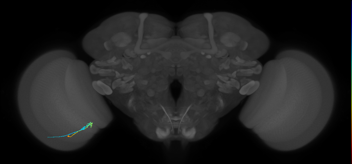 C2_L (MaleCNS:553397)