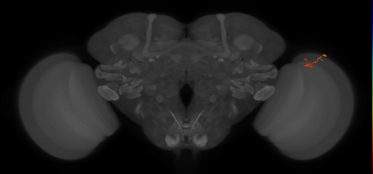 C2_R (MaleCNS:138797)
