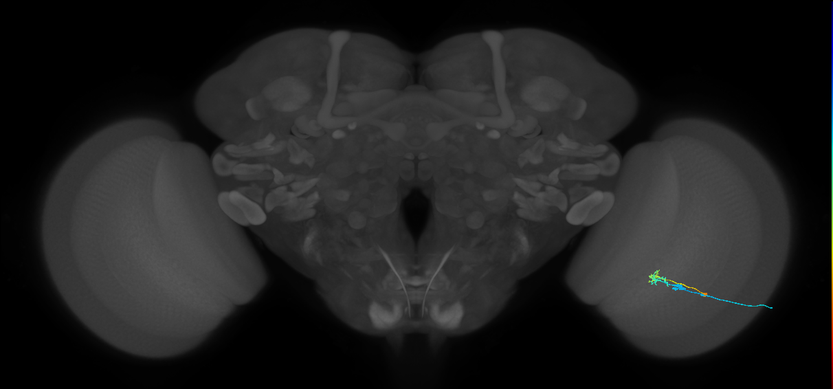 C2_R (MaleCNS:89081)