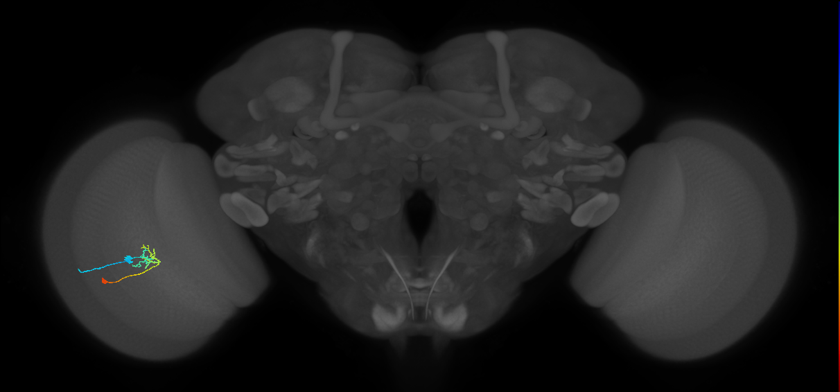C2_L (MaleCNS:142729)