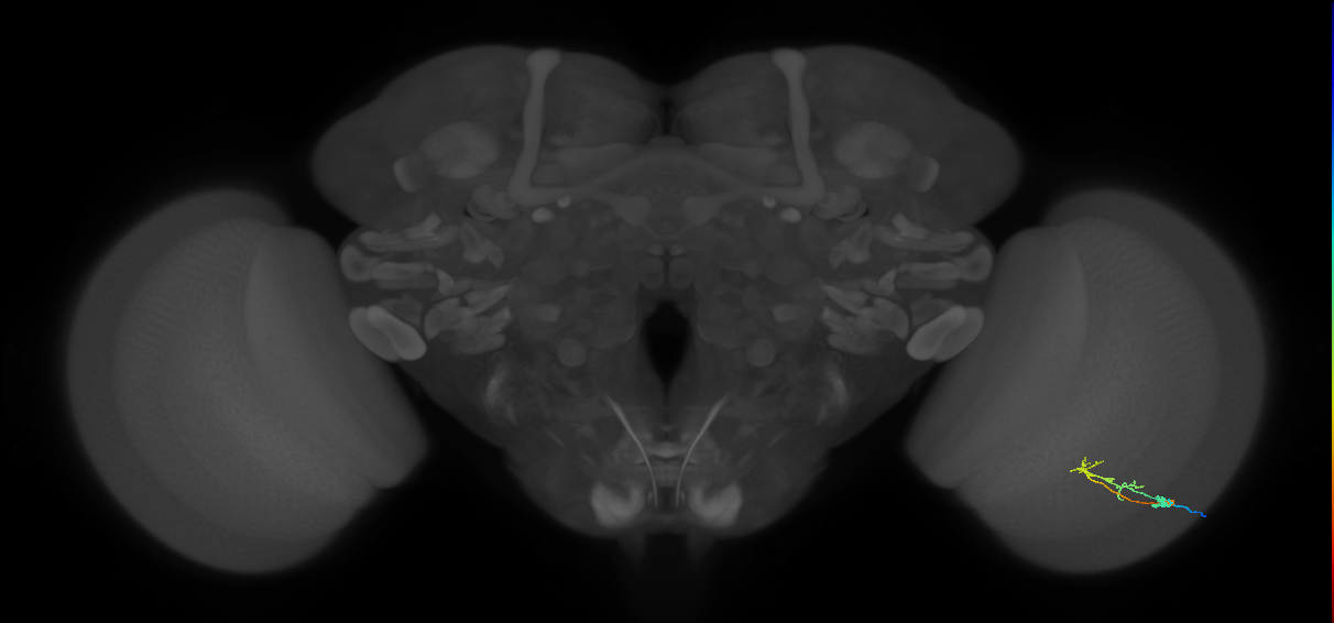 C2_R (MaleCNS:96664)