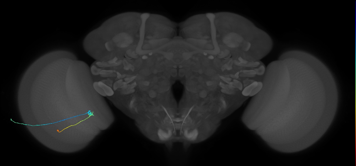 C2_L (MaleCNS:173107)