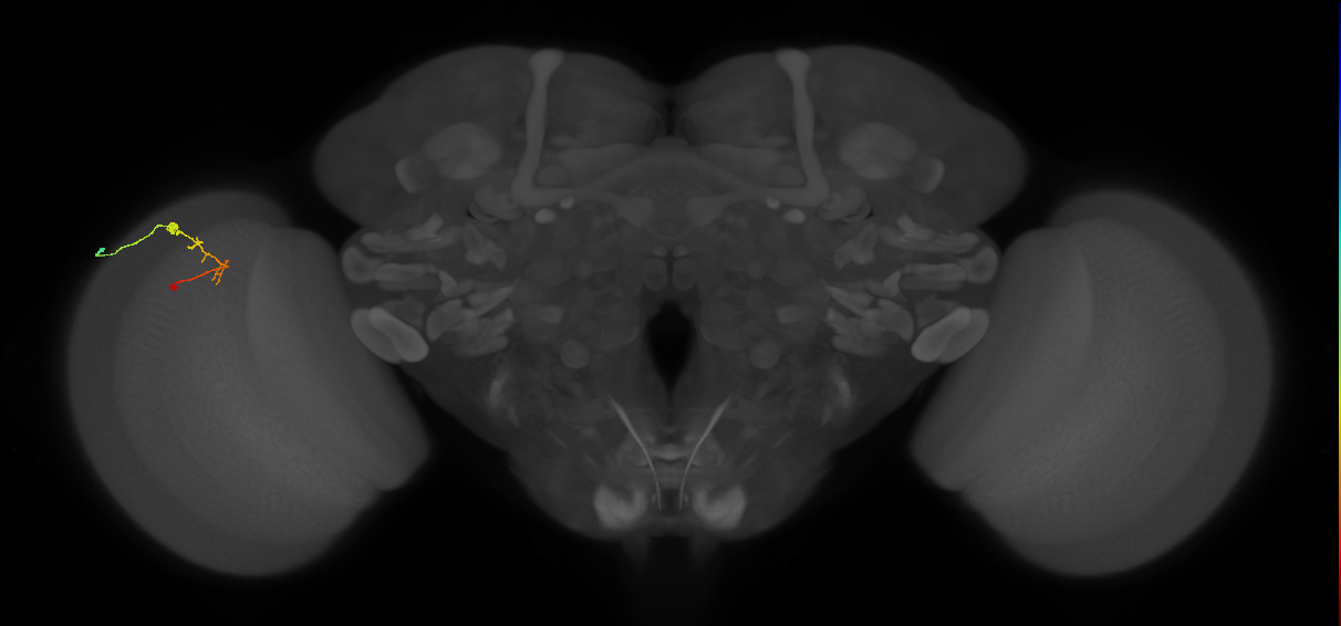 C2_L (MaleCNS:581046)