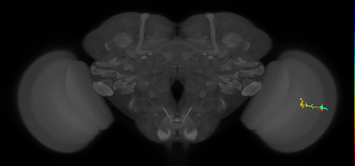 C2_R (MaleCNS:78290)