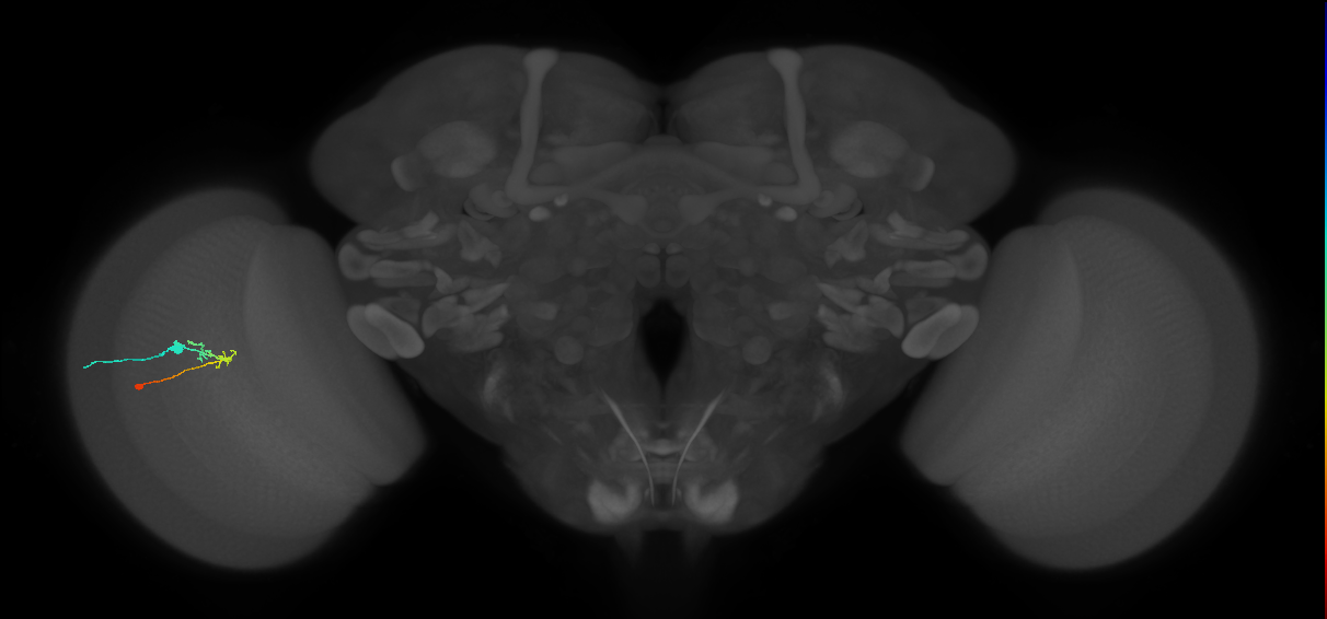 C2_L (MaleCNS:111325)