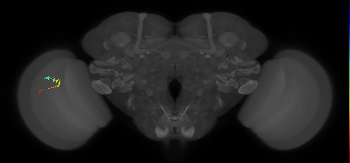 C2_L (MaleCNS:104399)