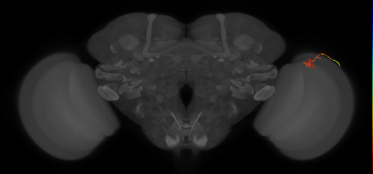 C2_R (MaleCNS:131773)