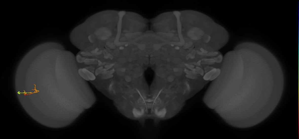 C2_L (MaleCNS:157483)