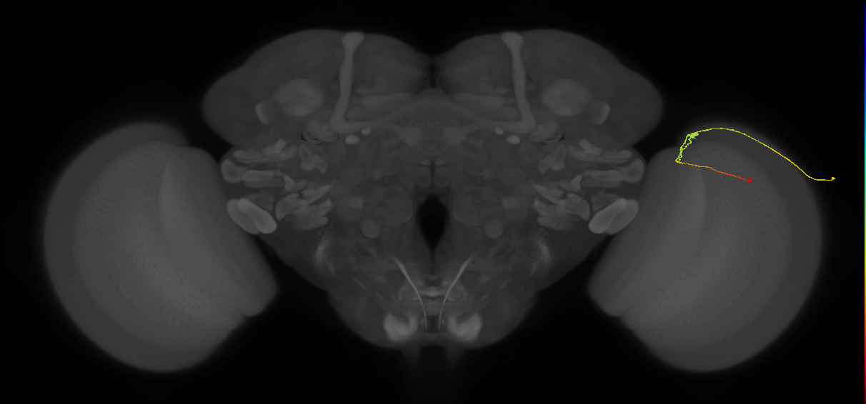 C2_R (MaleCNS:166496)