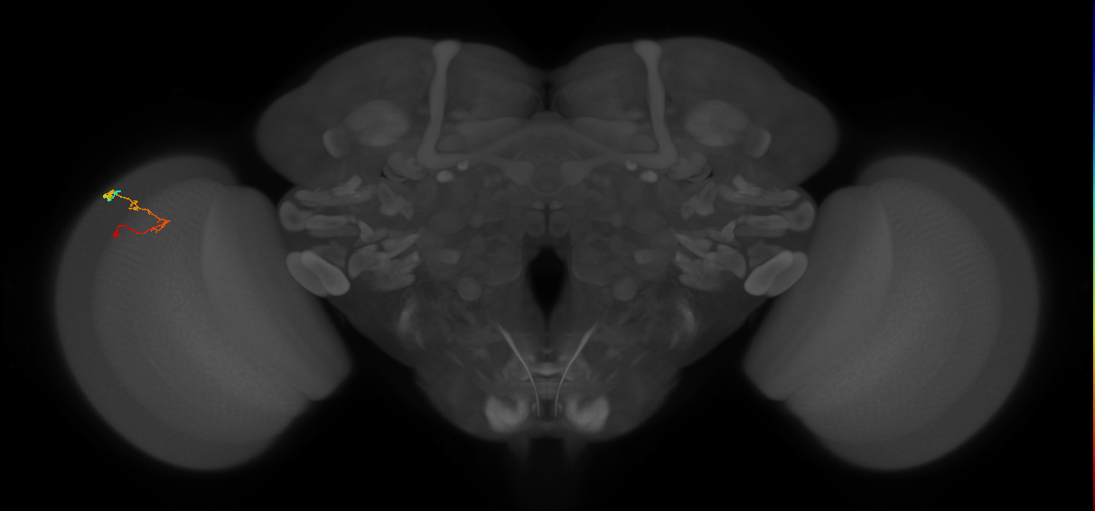 C2_L (MaleCNS:172822)