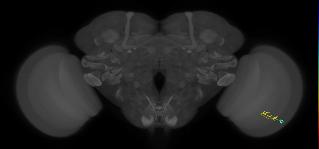 C2_R (MaleCNS:76350)